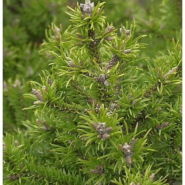 Banks Kiefer Kimmerholz 40-50cm - Pinus banksiana günstig online kaufen