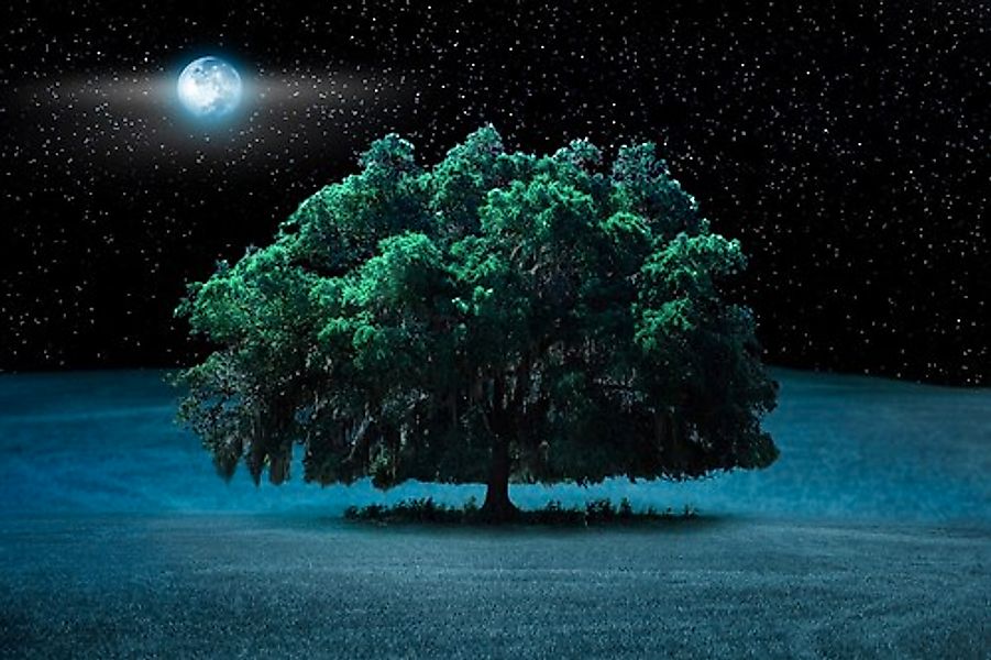 Papermoon Fototapete »Baum in Landschaft bei Nacht« günstig online kaufen