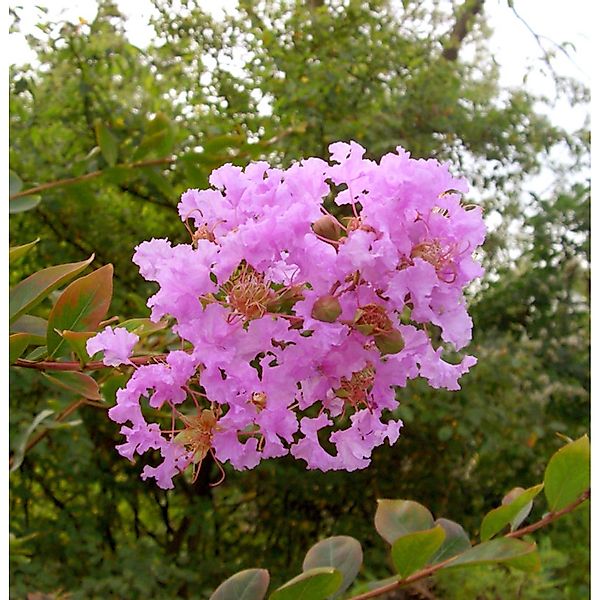 Chinesische Kräuselmyrte Eveline 30-40cm - Lagerstroemia indica günstig online kaufen