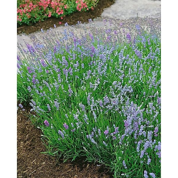 Lavandula Angustifolia Blue Cushion R Echter Lavendel Ca. 9x9 cm Topf günstig online kaufen