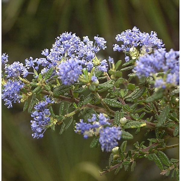 Säckelblume Puget Blue 40-60cm - Ceanothus impressus günstig online kaufen