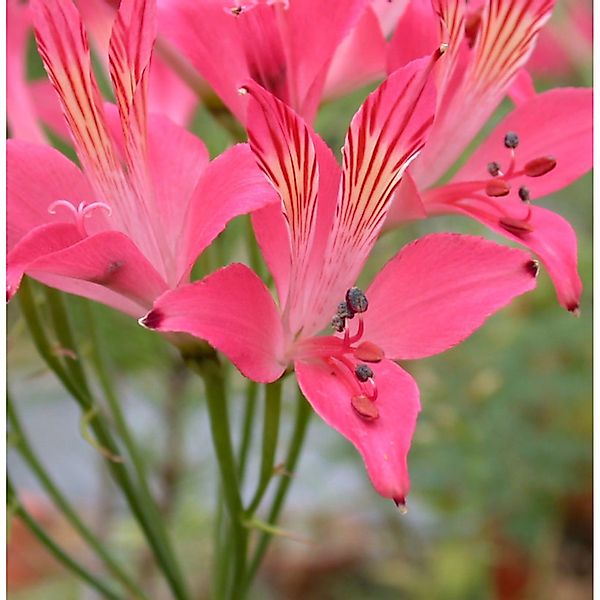 Inkalilie Chinon - Alstroemeria günstig online kaufen