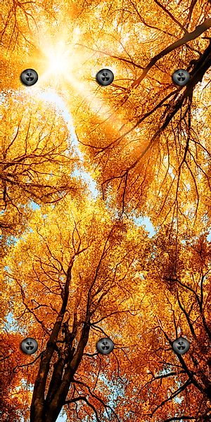 queence Wandgarderobe "Herbst Sonnenaufgang im Wald" 1 Stk. tlg. Wandpaneel günstig online kaufen