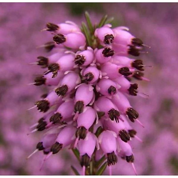 10x Winterheide March Seedling - Erica carnea günstig online kaufen