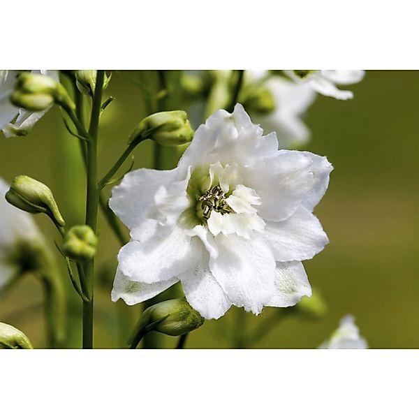 Delphinium Magic Fountain Weiß 2 Liter Container günstig online kaufen