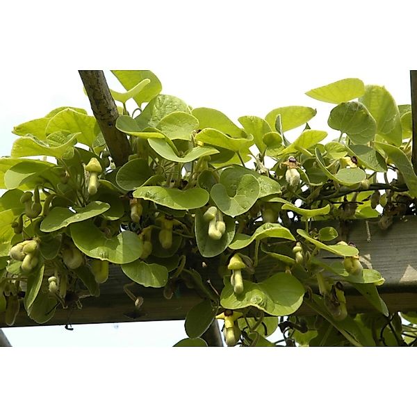 Aristolochia Macrophylla Pfeifenwinde Großblättrig 100–150 cm günstig online kaufen