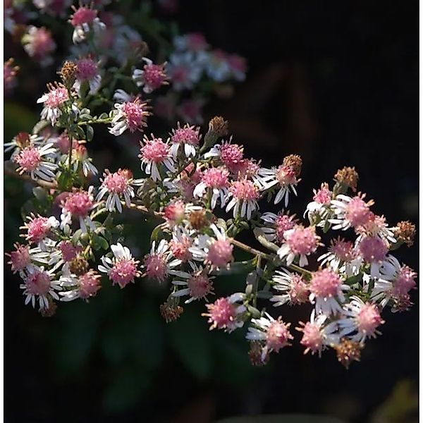 Waagerechte Herbst Aster Lady in Black - Aster,ateriflorus günstig online kaufen