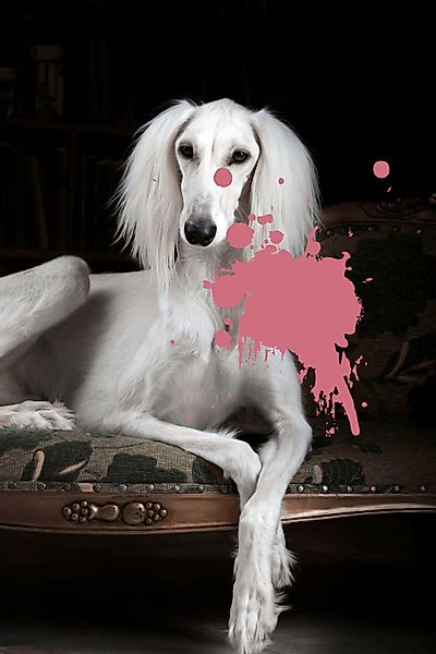 queence Acrylglasbild "Hund mit Farbklecks" Formen  Gemälde  Haustiere  His günstig online kaufen