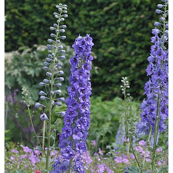 Hoher Rittersporn Lanzenträger - Delphinium elatum günstig online kaufen