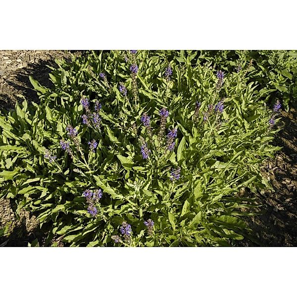 Salvia Nemorosa Rügen Steppen-Salbei Ca. 9x9 cm Topf günstig online kaufen