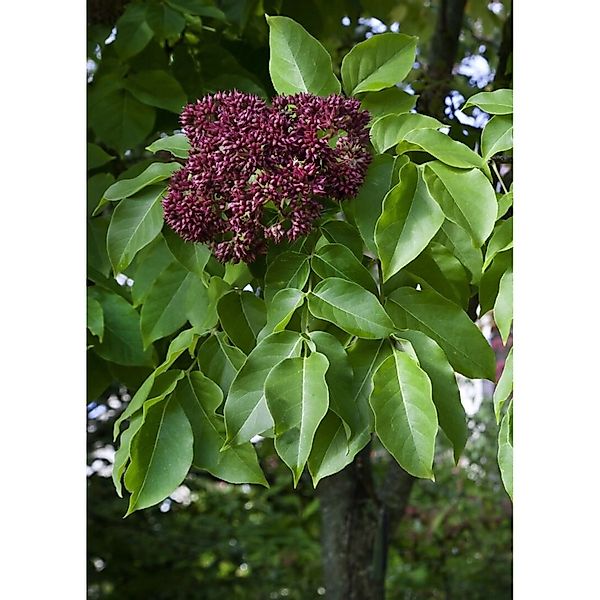 Tetradium Daniellii Bienenbaum 60–80 cm Bienenfreundlich günstig online kaufen
