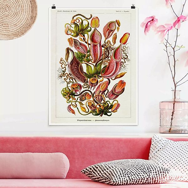 Poster Vintage Lehrtafel Pflanzenillustration Rot Grün günstig online kaufen
