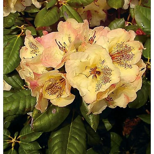 INKARHO - Großblumige Rhododendron Viscy 25-30cm - Alpenrose günstig online kaufen