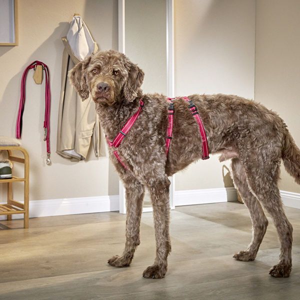 Wolters Hunde-Geschirr Geschirr Soft & Safe günstig online kaufen