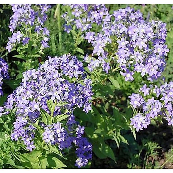 Doldenglockenblume Prichard - Campanula lactiflora günstig online kaufen