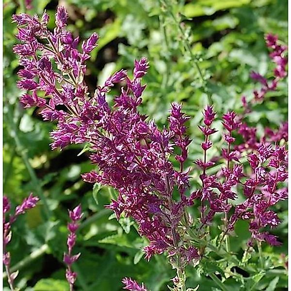 Ziersalbei Schwellenburg - Salvia nemorosa günstig online kaufen