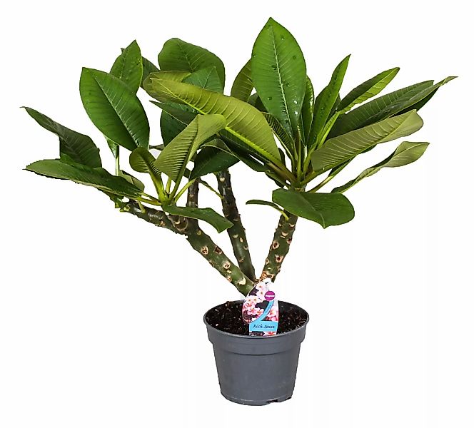 Perfect Plant | Plumeria Frangipani Hawaiianische Zimmerpflanze günstig online kaufen