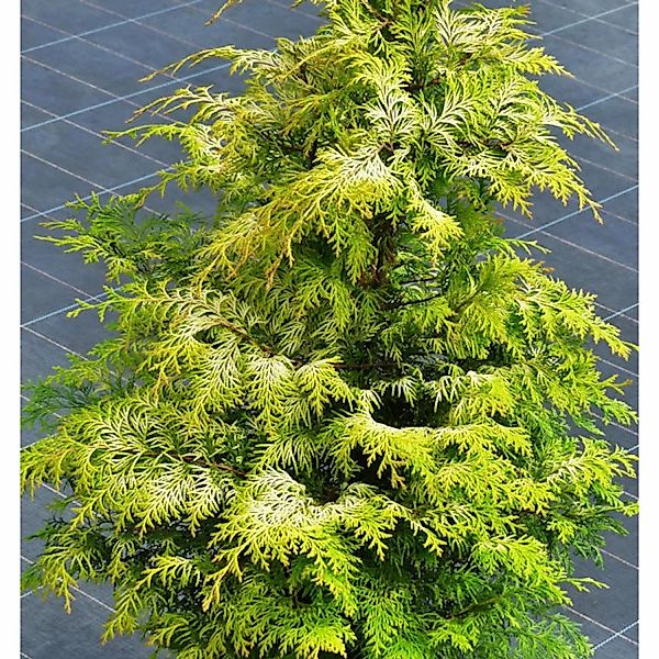 Zypresse Sunny Kiss 40-60cm - Chamaecyparis lawsoniana günstig online kaufen