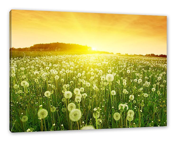 Pixxprint Leinwandbild Pusteblumen Sonnenuntergang, Pusteblumen Sonnenunter günstig online kaufen