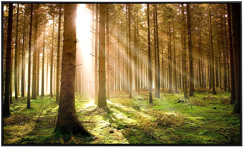 Papermoon Infrarotheizung »Herbstkiefernwald«, sehr angenehme Strahlungswär günstig online kaufen