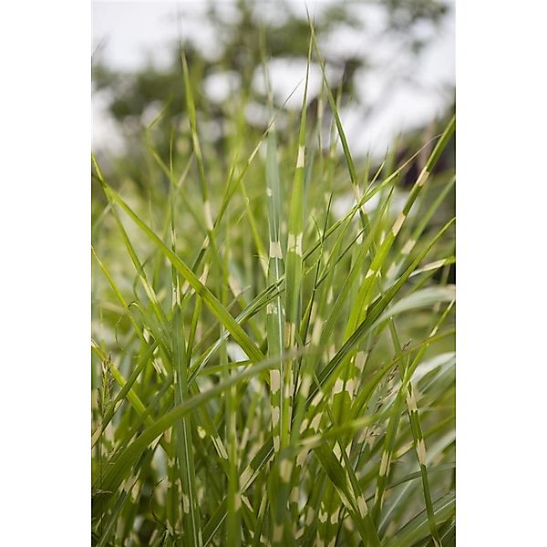 Miscanthus Sinensis Zebrinus Zebragras Ca. 11x11 cm Topf günstig online kaufen