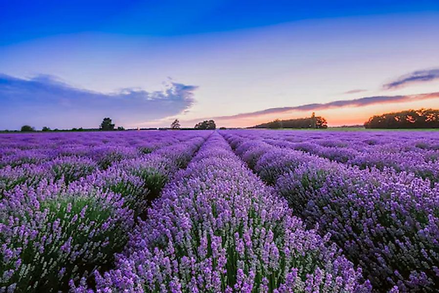 A.S. Création Vliestapete »Lavendel Sonnenuntergang Violett Blau Fototapete günstig online kaufen