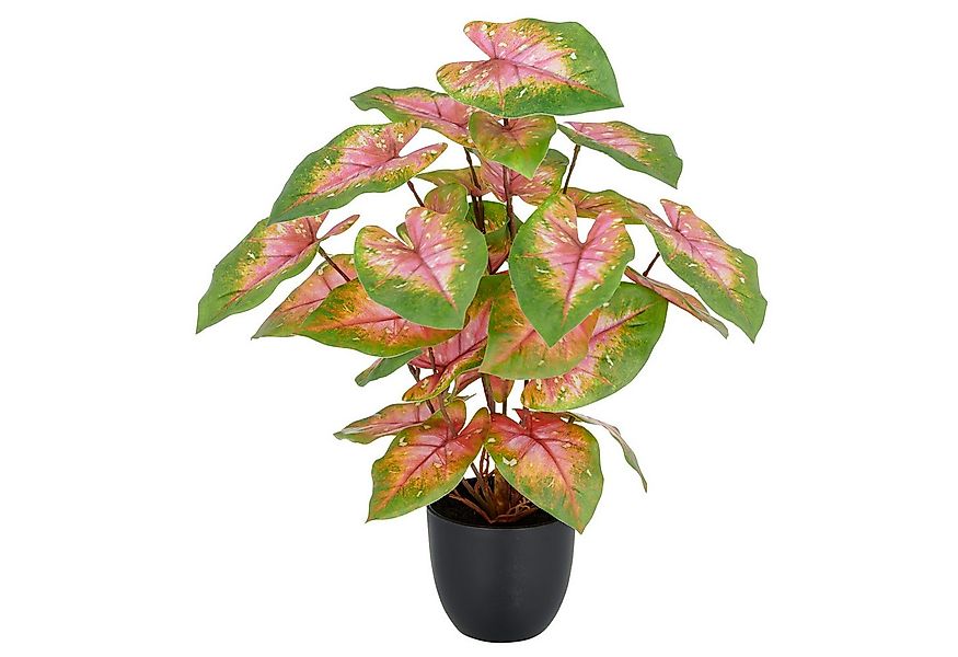 Kunstpflanze Caladium, Creativ green, Höhe 40 cm, mit außergewöhnlicher Bla günstig online kaufen