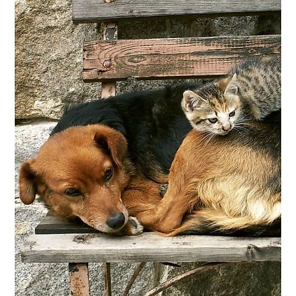 Fototapete CAT AND DOG  | MS-3-0221 | Schwarz | Digitaldruck auf Vliesträge günstig online kaufen