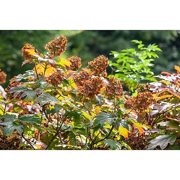 Hydrangea Quercifolia Eichenblatthortensie Amethyst Ca. 9x9 cm Topf günstig online kaufen