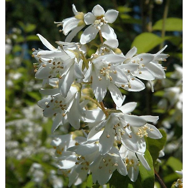 Hoher Sternchenstrauch 125-150cm - Deutzia magnifica günstig online kaufen