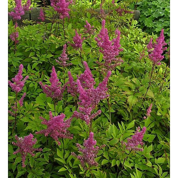 Prachtspiere Gloria Purpurea - Astilbe arendsii günstig online kaufen