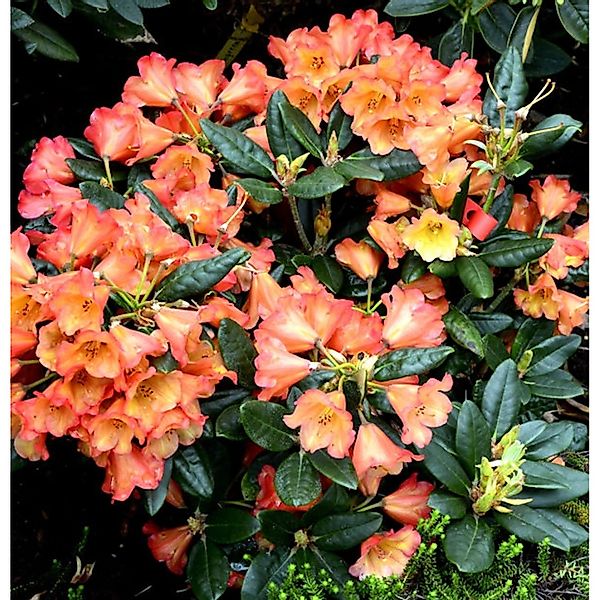 INKARHO - Rhododendron Sasonade 25-30cm - Alpenrose günstig online kaufen