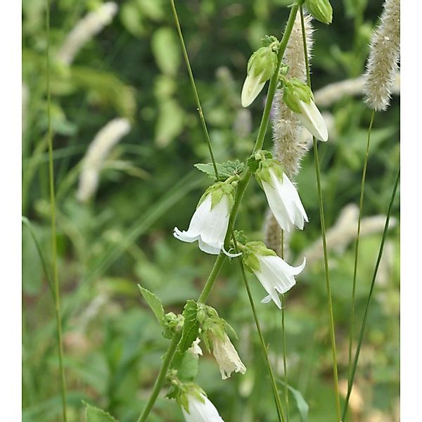 Weiße Kaukasus-Glockenblume - Campanula alliariifolia günstig online kaufen