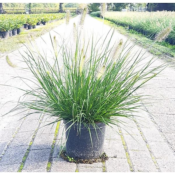 Pennisetum Alopecuroides Hameln Lampenputzergras 2 Liter Container günstig online kaufen