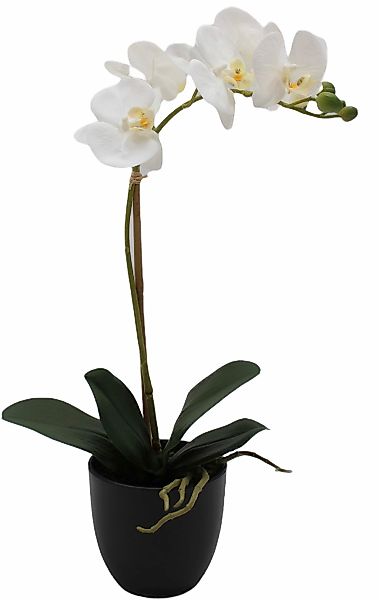 Kunstorchidee Orchidee Phalaenopsis, Creativ green, Höhe günstig online kaufen