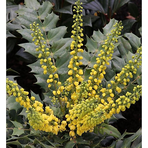 Hochstamm Mahonie Winter Sun 60-80cm - Mahonia media günstig online kaufen