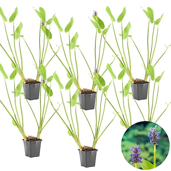 Casa Caron | Satz von 6 Pontederia Cordata günstig online kaufen