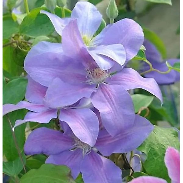Waldrebe Mrs. Cholmondeley 40-60cm - Clematis günstig online kaufen