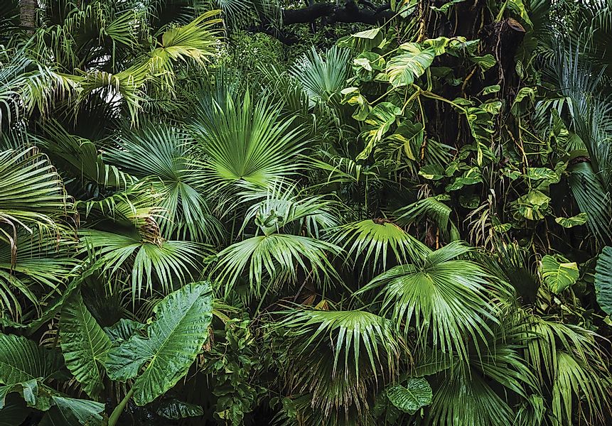 Wallarena Fototapete Dschungel 3D Wald Grün günstig online kaufen