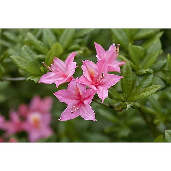 Rhododendron Luteum Rosata Gelb-Rosa 80–100 cm günstig online kaufen