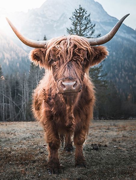 Bönninghoff Leinwandbild "Hochlandrind" 1 Stk. tlg. günstig online kaufen