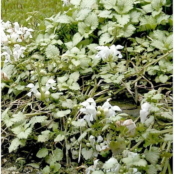 Waldnessel Album - Lamium maculatum günstig online kaufen