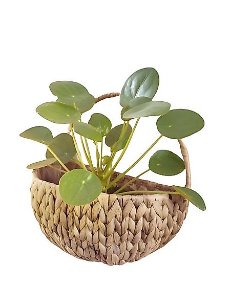 Dekoleidenschaft Pflanzschale Wandpflanzer aus Wasserhyazinthe, natur, Blum günstig online kaufen