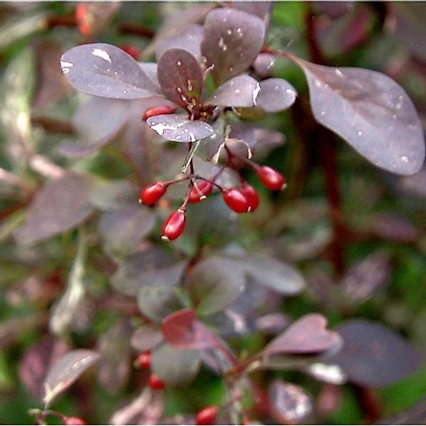 Hecken Berberitze  Rosy Rocket 15-20cm - Berberis thunbergii günstig online kaufen