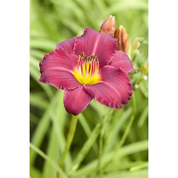 Hemerocallis X Cult Pardon Me Taglilie Ca. 11x11 cm Topf günstig online kaufen