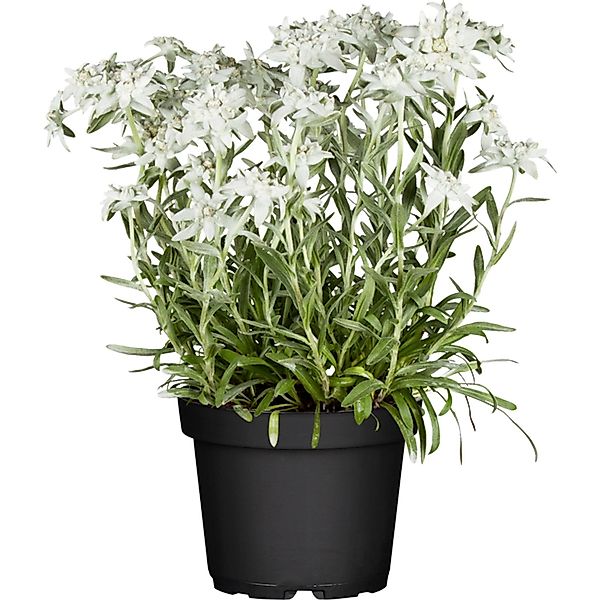 GROW by OBI Alpen Edelweiß ca. 10 - 20 cm Leontopodium günstig online kaufen