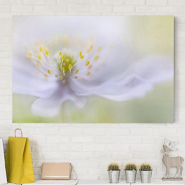 Leinwandbild Blumen - Querformat Anemonen Schönheit günstig online kaufen