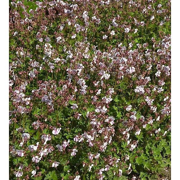 Storchenschnabel Lohfelden - Geranium cantabrigiense günstig online kaufen