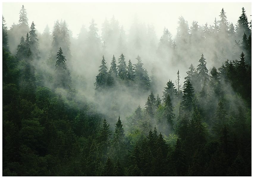 Wallarena Fototapete Wald im Nebel Natur günstig online kaufen