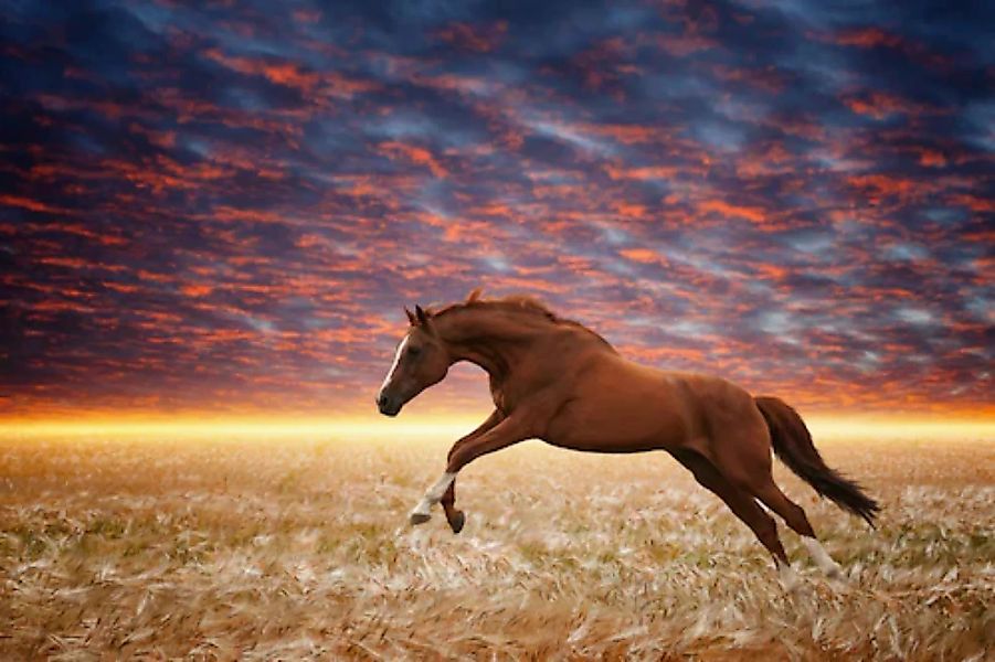 Papermoon Fototapete »Laufendes Pferd« günstig online kaufen